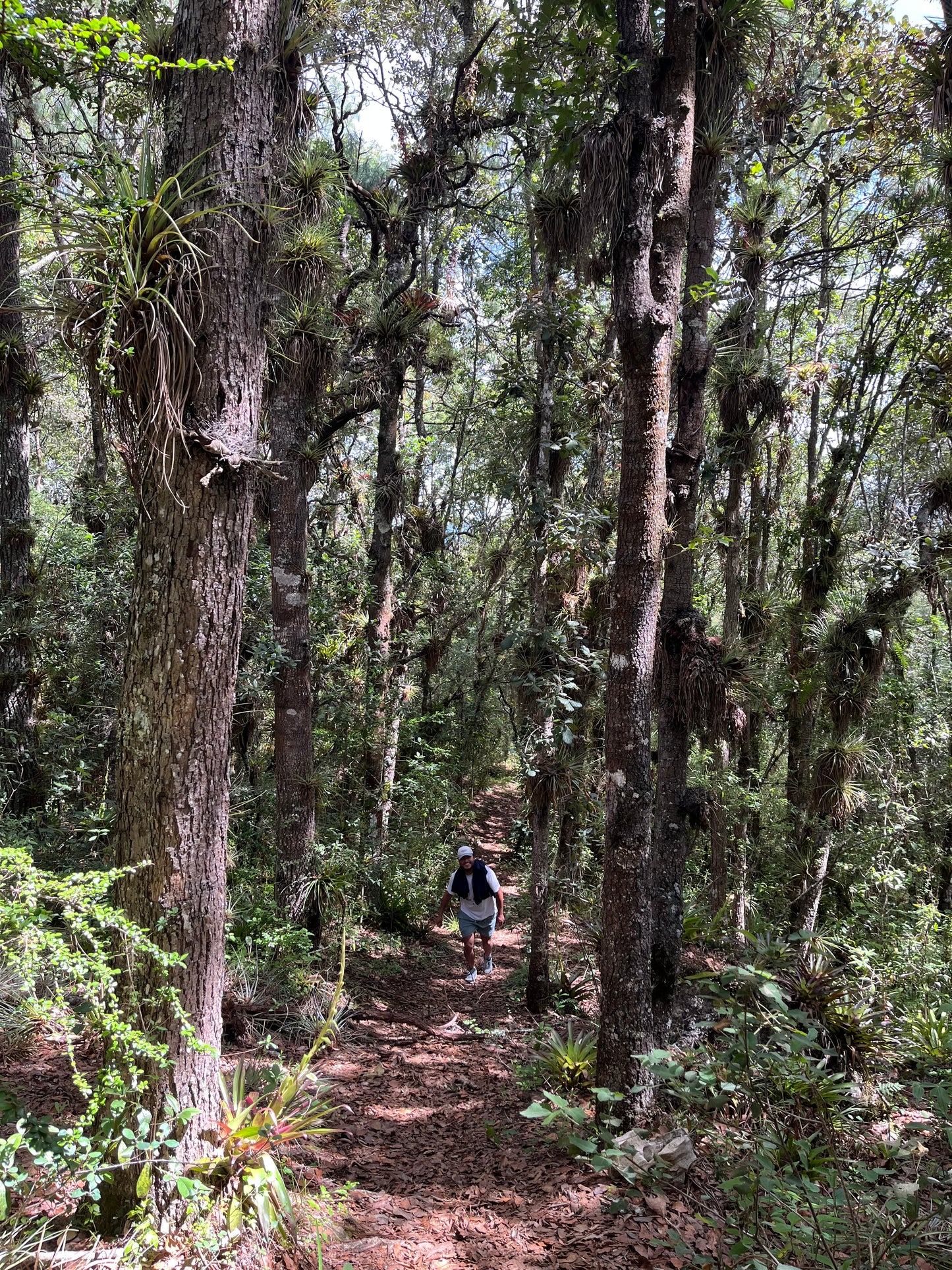 SENDERISMO EN EL BOSQUE DE NIEBLA