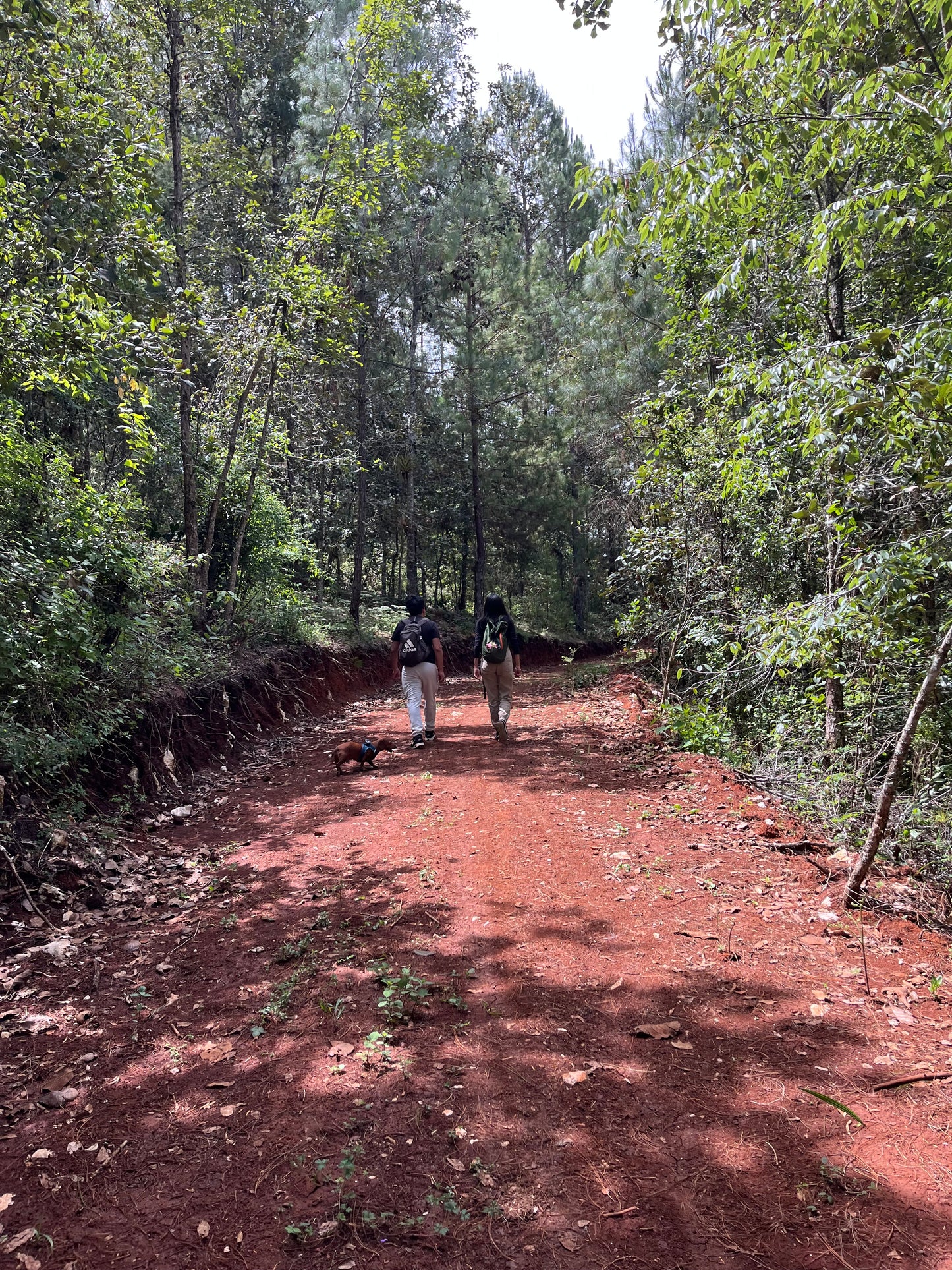 SENDERISMO EN EL BOSQUE DE NIEBLA