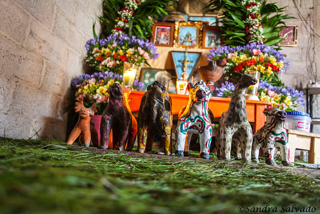 SENDERISMO EN EL VOLCÁN HUITEPEC Y VISITA A TIERRA DE LAS FLORES